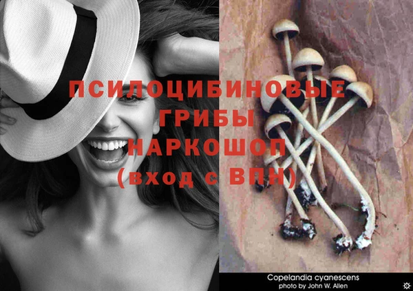 прущие крисы Алзамай